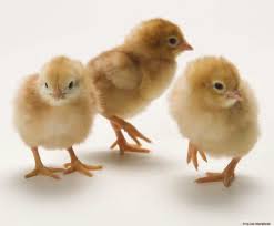 Hy-Line Brown Chicks - 1 day old