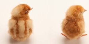 ISA Brown Chicks - 1 day old - Image 2