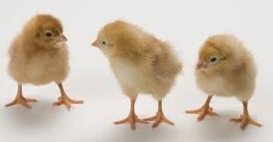 Hy-Line Brown Chicks - 1 day old - Image 2